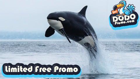 [Free Promo] Formation Orcaflex pour débutants/étudiants/Ingénieurs