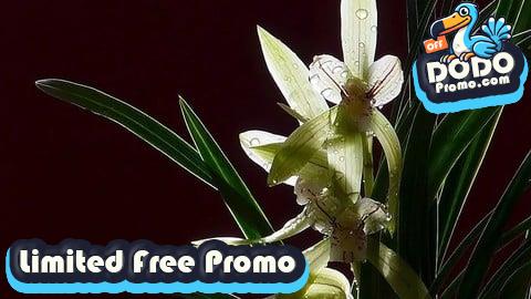 [Free Promo] 郭丙端国画水墨画兰花课程 Chinese Ink Painting-Orchid Course by Bingduan